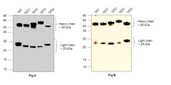 Invitrogen Goat anti-Human IgG (H+L) Superclonal Secondary Antibody, HRP