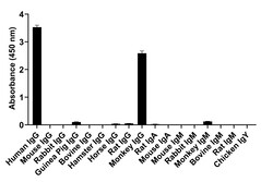 Invitrogen Goat anti-Human IgG (H+L) Superclonal Secondary Antibody, HRP