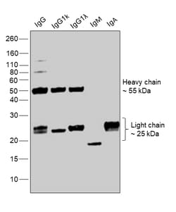 Invitrogen Goat anti-Human IgG (H+L) Superclonal Secondary Antibody, HRP