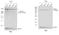 Invitrogen Goat anti-Human IgG (H+L) Superclonal Secondary Antibody, HRP
