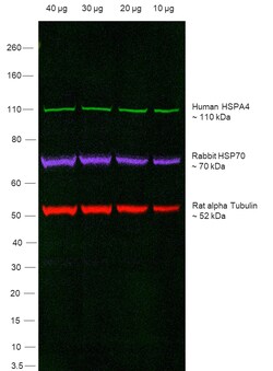 Invitrogen Goat anti-Human IgG (H+L) Superclonal Secondary Antibody, Alexa