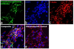 Invitrogen Goat anti-Human IgG (H+L) Superclonal Secondary Antibody, Alexa