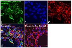 Invitrogen Goat anti-Human IgG (H+L) Superclonal Secondary Antibody, Alexa