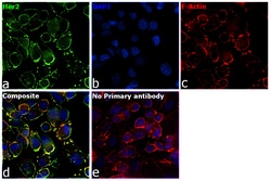 Invitrogen Goat anti-Human IgG (H+L) Superclonal Secondary Antibody, Alexa