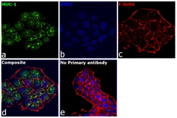 Invitrogen Goat anti-Human IgG (H+L) Superclonal Secondary Antibody, Alexa