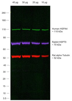 Invitrogen Goat anti-Human IgG (H+L) Superclonal Secondary Antibody, Alexa