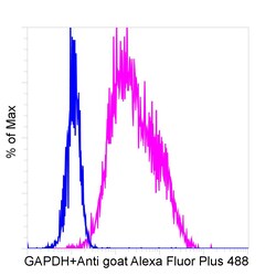 Invitrogen Rabbit anti-Goat IgG Recombinant Secondary Antibody, Alexa Fluor