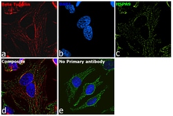Invitrogen™ Rabbit anti-Mouse IgG Recombinant Secondary Antibody, Alexa Fluor™ Plus 647