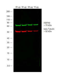 Invitrogen&trade;&nbsp;Rabbit anti-Mouse IgG Recombinant Secondary Antibody, Alexa Fluor&trade; Plus 647