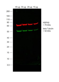 Invitrogen Rabbit anti-Mouse IgG Recombinant Secondary Antibody, Alexa