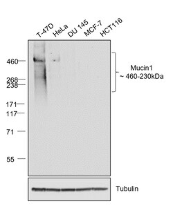 Invitrogen Goat anti-Human IgG (Heavy chain) Superclonal Secondary Antibody