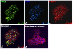 Invitrogen Goat anti-Human IgG (Heavy chain) Superclonal Secondary Antibody
