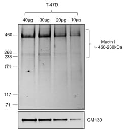 Invitrogen Goat anti-Human IgG (Heavy chain) Superclonal Secondary Antibody