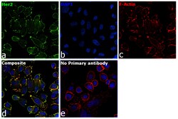 Invitrogen Goat anti-Human IgG (Light chain) Superclonal Secondary Antibody