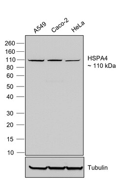 Invitrogen Goat anti-Human IgG (Light chain) Superclonal Secondary Antibody