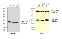 Invitrogen Goat anti-Human IgG (Light chain) Superclonal Secondary Antibody