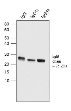 Invitrogen Goat anti-Human IgG (Light chain) Superclonal Secondary Antibody