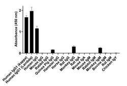 Invitrogen Goat anti-Human IgG (Light chain) Superclonal Secondary Antibody