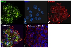 Invitrogen Goat anti-Human IgG (Light chain) Superclonal Secondary Antibody