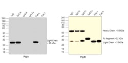 Invitrogen Goat anti-Human IgG (Kappa light chain) Recombinant Secondary