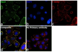 Invitrogen Goat anti-Human IgG (Kappa light chain) Recombinant Secondary