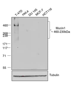 Invitrogen Goat anti-Human IgG (Kappa light chain) Recombinant Secondary