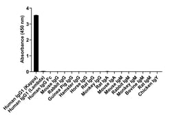 Invitrogen Goat anti-Human IgG (Kappa light chain) Recombinant Secondary