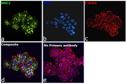 Invitrogen Goat anti-Human IgG (Kappa light chain) Recombinant Secondary