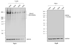 Invitrogen Goat anti-Human IgG (Kappa light chain) Recombinant Secondary