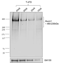 Invitrogen Goat anti-Human IgG (Kappa light chain) Recombinant Secondary