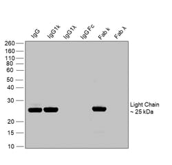 Invitrogen Goat anti-Human IgG (Kappa light chain) Recombinant Secondary