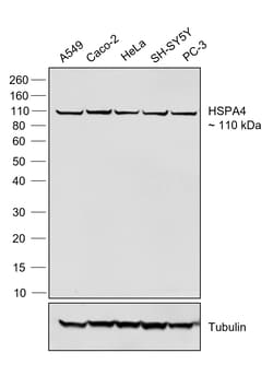 Invitrogen Goat anti-Human IgG (Lambda light chain) Recombinant Secondary