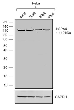Invitrogen Goat anti-Human IgG (Lambda light chain) Recombinant Secondary