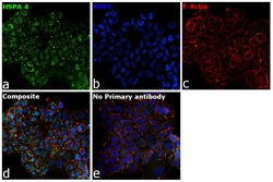 Invitrogen&trade;&nbsp;Goat anti-Human IgG (Lambda light chain) Recombinant Secondary Antibody