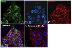 Invitrogen Goat anti-Human IgG Fab Superclonal Secondary Antibody:Antibodies:Secondary