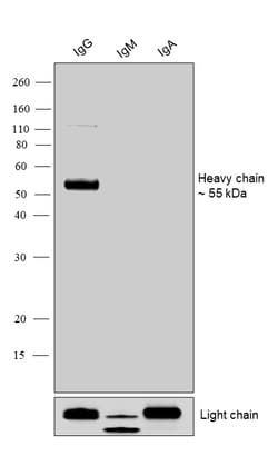 Invitrogen Goat anti-Human IgG (Heavy chain) Superclonal Secondary Antibody,