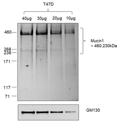 Invitrogen Goat anti-Human IgG (Heavy chain) Superclonal Secondary Antibody,