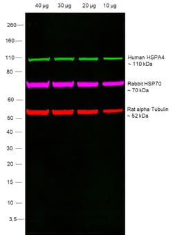 Invitrogen Goat anti-Human IgG (Heavy Chain) Superclonal Secondary Antibody,