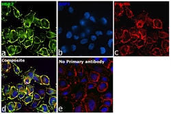 Invitrogen Goat anti-Human IgG (Heavy Chain) Superclonal Secondary Antibody,