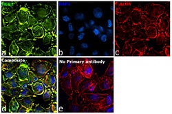 Invitrogen Goat anti-Human IgG (Kappa Light Chain) Recombinant Secondary