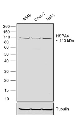 Invitrogen Goat anti-Human IgG (Lambda light chain) Recombinant Secondary