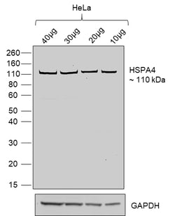 Invitrogen Goat anti-Human IgG (Lambda light chain) Recombinant Secondary