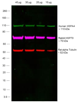 Invitrogen Goat anti-Human IgG (Lambda Light Chain) Recombinant Secondary