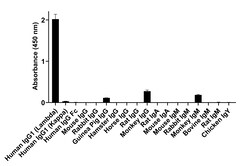 Invitrogen Goat anti-Human IgG (Lambda Light Chain) Recombinant Secondary