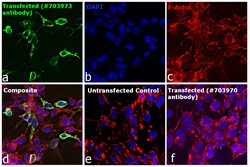 Invitrogen Goat anti-Human IgG (Lambda Light Chain) Recombinant Secondary