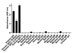 Invitrogen Goat anti-Human IgG Fab Superclonal Secondary Antibody, HRP