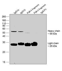 Invitrogen Goat anti-Human IgG Fab Superclonal Secondary Antibody, HRP