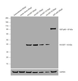 Invitrogen GST Tag Polyclonal Antibody 500 &mu;L; Unconjugated:Antibodies,