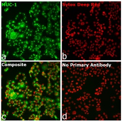 Invitrogen Goat anti-Human IgG (H+L) Superclonal Secondary Antibody, Alexa