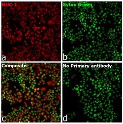 Invitrogen Goat anti-Human IgG (H+L) Superclonal Secondary Antibody, Alexa